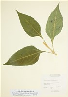 藏品(低聚糖菊芋)的圖片